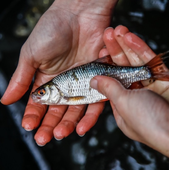 Do řeky Bíliny rybáři opět vpustili 400 kilogramů ryb, žáci se však letos mohli  účastnit pouze online