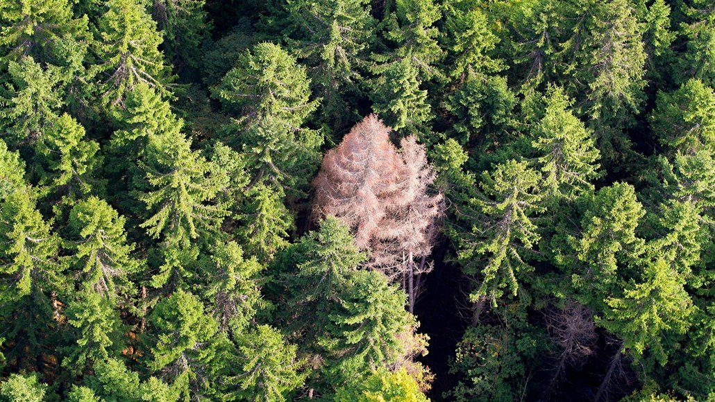V Plzni umí speciální drony včas odhalit strom napadený kůrovcem