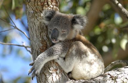 Uzdravení koalové se vrátili do australské přírody