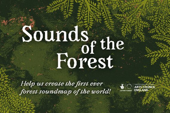 Britská webová stránka vytvořila symfonii lesů z celého světa