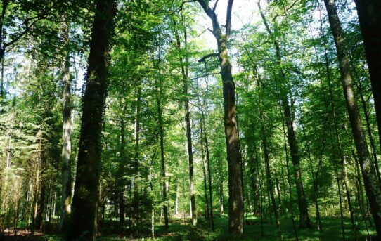 V Brně a okolí letos přibylo 1,3 milionu nových stromů