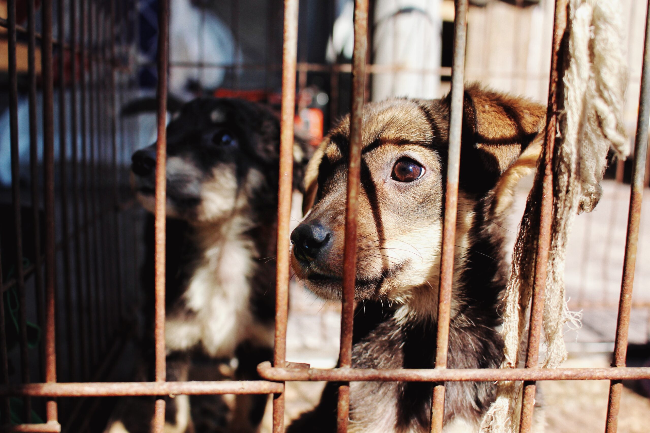 Vynikajúca správa: Slovensko sprísňuje zákon o týraných zvieratách