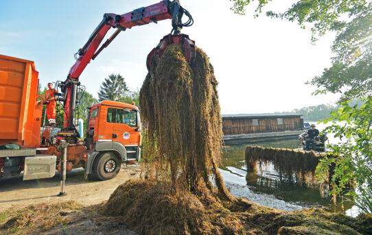 Vídeňští vědci vyrábějí kompostovatelné obaly z podvodních rostlin
