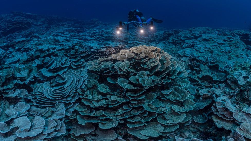 Potápěči objevili nedotčený korálový útes u pobřeží Tahiti
