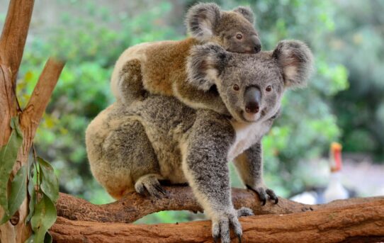 Australská vláda označila koaly za ohrožený druh