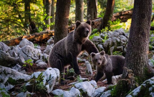 Ochrana medvědů hnědých v Pyrenejích má úspěch i přes nespokojenost farmářů