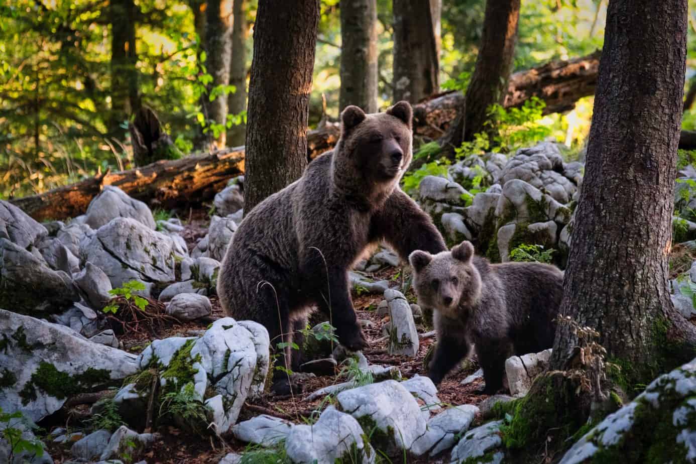 Ochrana medvědů hnědých v Pyrenejích má úspěch i přes nespokojenost farmářů