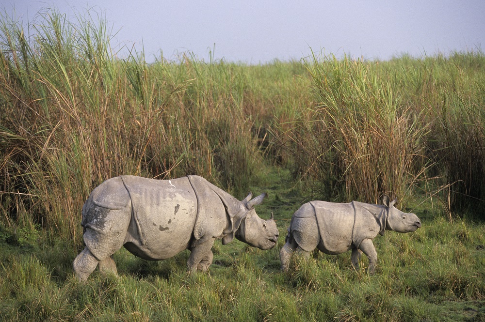 Traviny v Indii jsou domovem rostoucímu počtu nosorožců