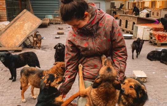 Pomáhají těm, kteří si sami nepomohou. Manželé zachraňují zvířata na Ukrajině