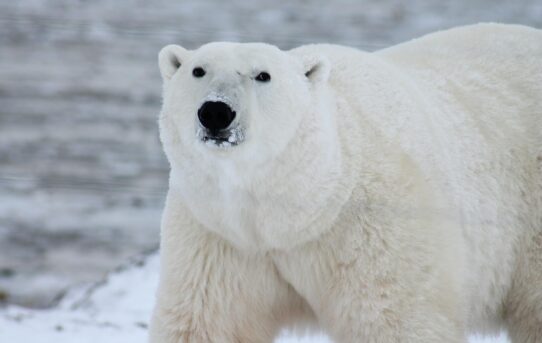 Ledním medvědům z jižního Grónska se navzdory ubývajícímu ledu daří