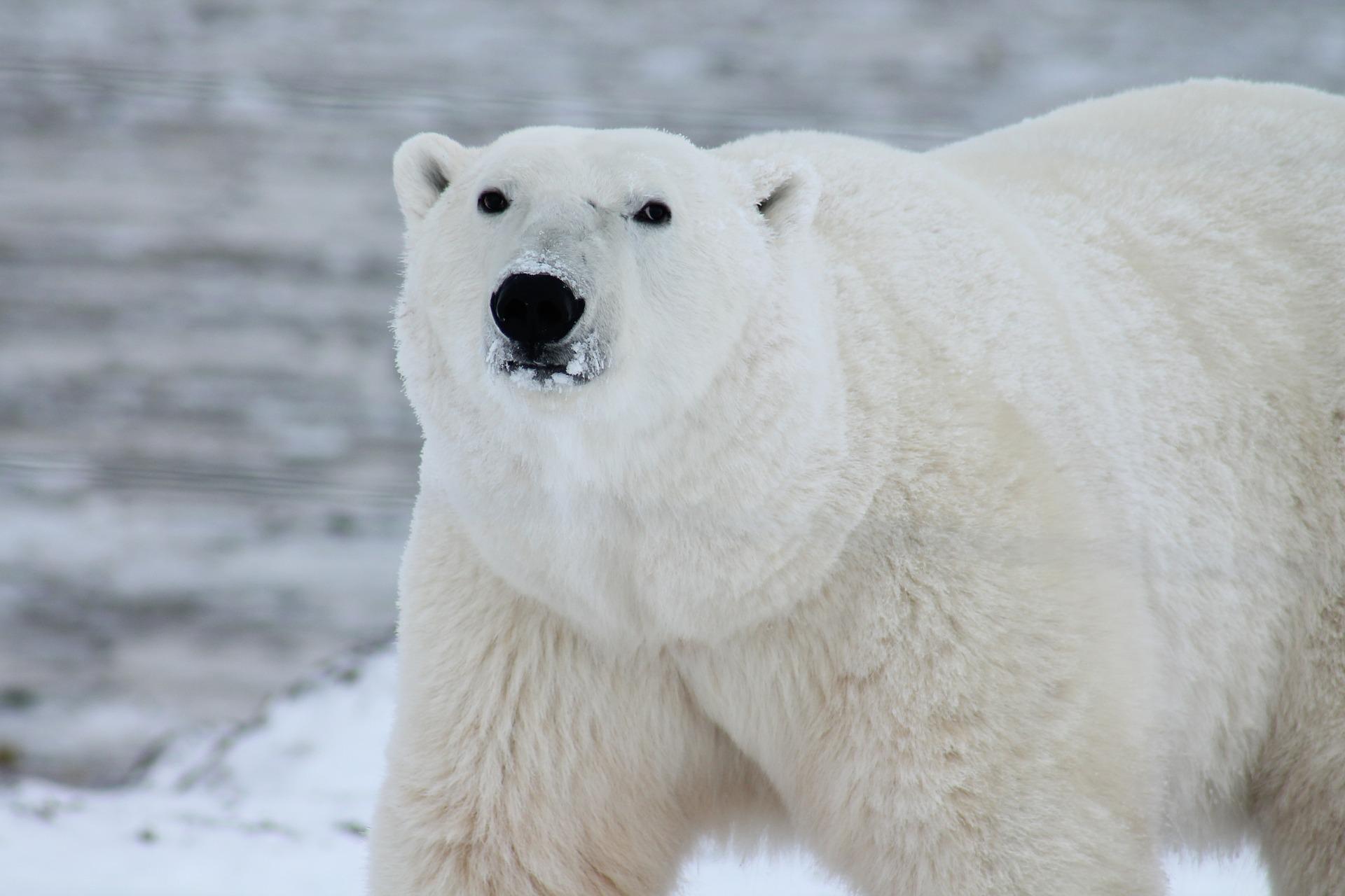 Ledním medvědům z jižního Grónska se navzdory ubývajícímu ledu daří