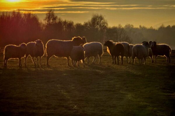 Bez psa si práci s&nbsp;ovcemi nedokážu představit, říká rozhodčí pasení a majitelka ovčí farmy